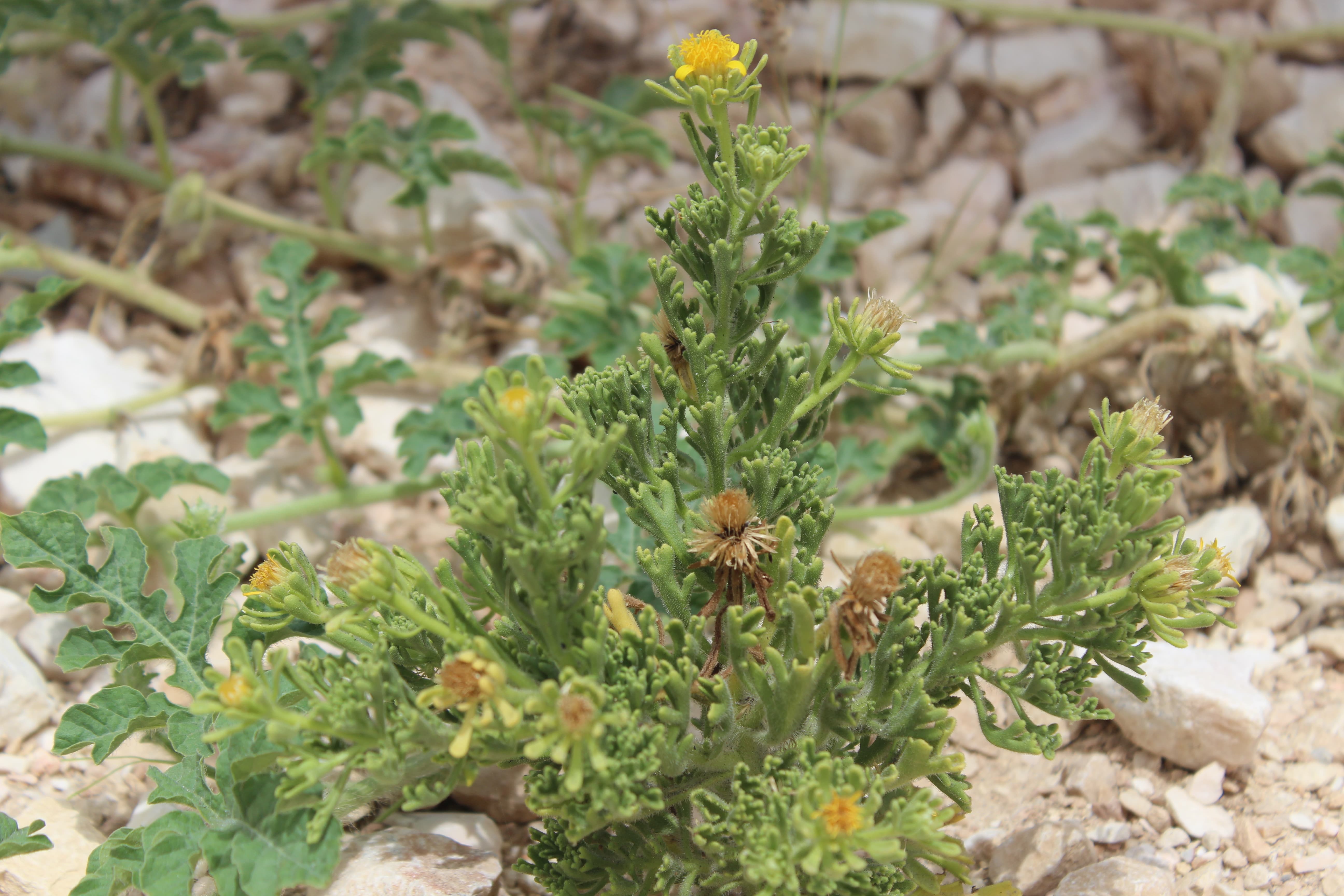 Plant Image